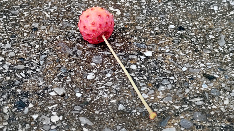 ヤマボウシの果実 川崎市幸区さいわいふるさと公園