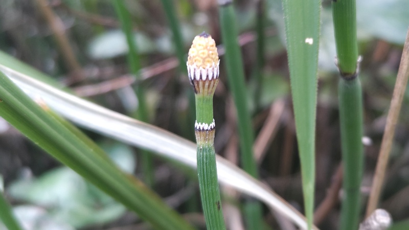 トクサの果実 川崎市幸区さいわいふるさと公園