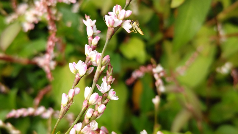 タデアイの花 川崎市幸区さいわいふるさと公園