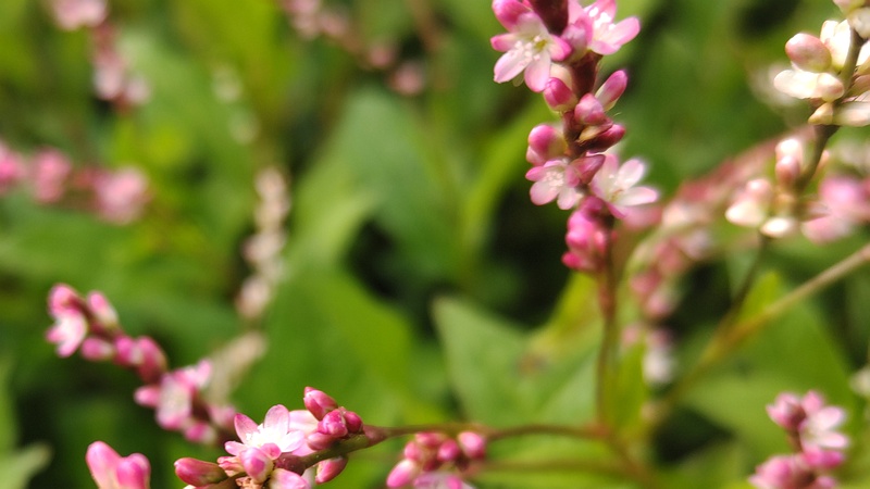 タデアイの花 川崎市幸区さいわいふるさと公園