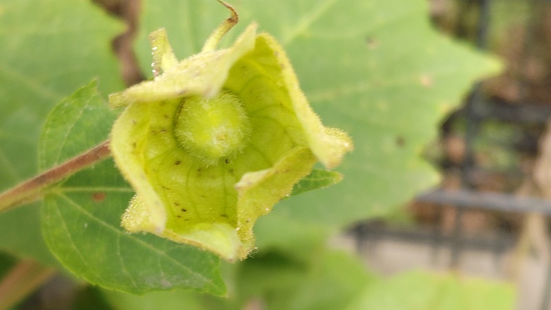 フヨウの花後 川崎市幸区さいわいふるさと公園