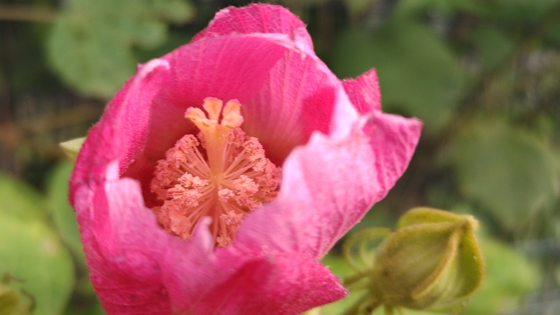 フヨウの花 川崎市幸区さいわいふるさと公園