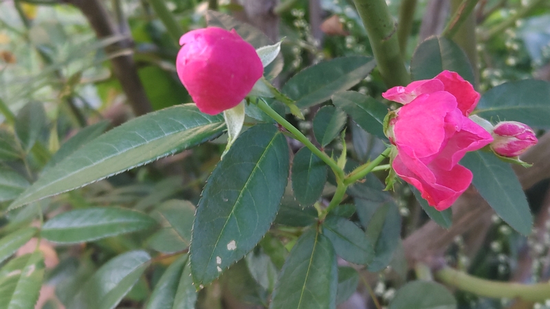 バラの花 川崎市幸区さいわいふるさと公園