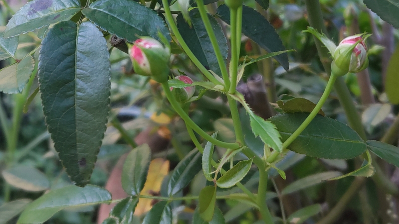 バラの花 川崎市幸区さいわいふるさと公園