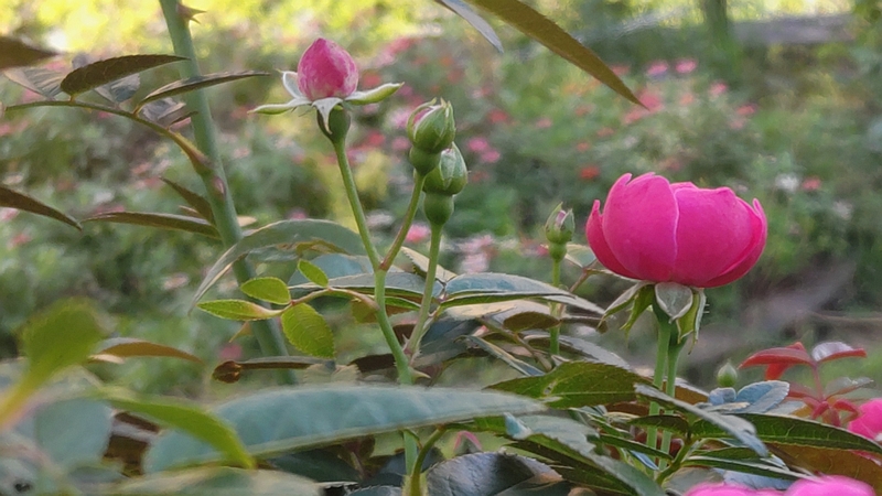 バラの花 川崎市幸区さいわいふるさと公園