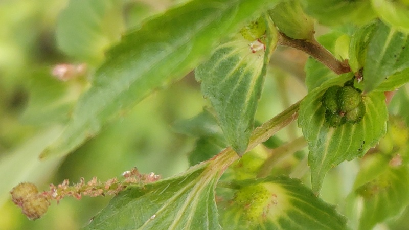 エノキグサの花と果実 横浜市旭区中沢町清水ヶ丘公園