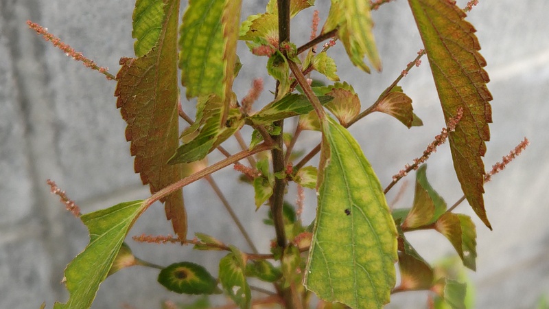 エノキグサの花 横浜市旭区中沢町清水ヶ丘公園