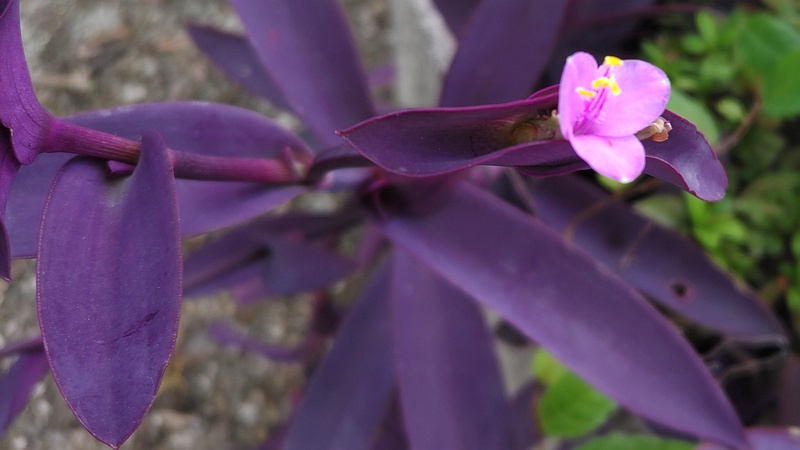 ムラサキゴテンの花 横浜市旭区中沢町清水ヶ丘公園