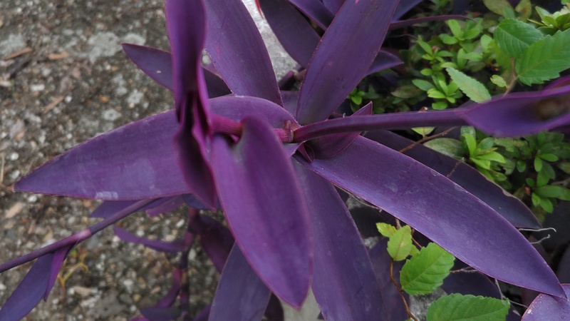 ムラサキゴテン 横浜市旭区中沢町清水ヶ丘公園