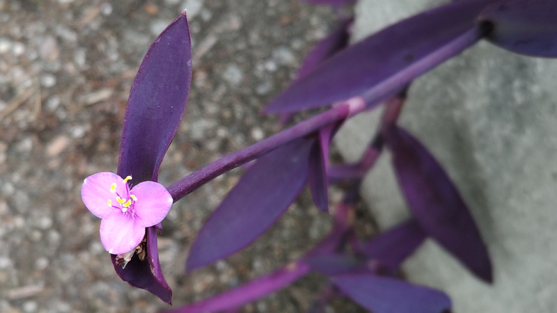 ムラサキゴテンの花 横浜市旭区中沢町清水ヶ丘公園