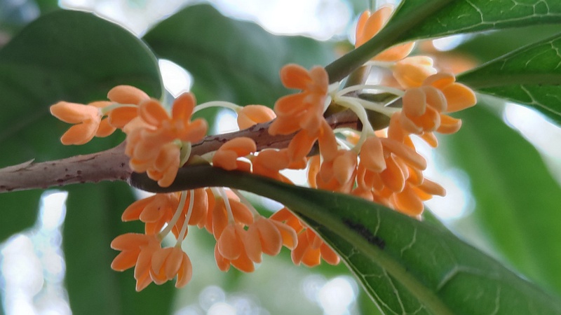 キンモクセイの花 横浜市旭区今川町今川公園