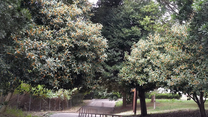 キンモクセイの花 横浜市旭区今川町今川公園