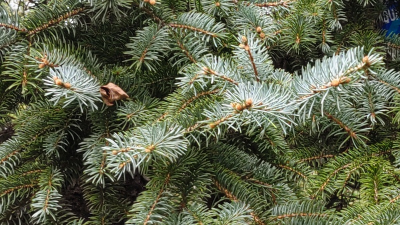 コロラドトウヒの花 横浜市旭区今川町今川公園