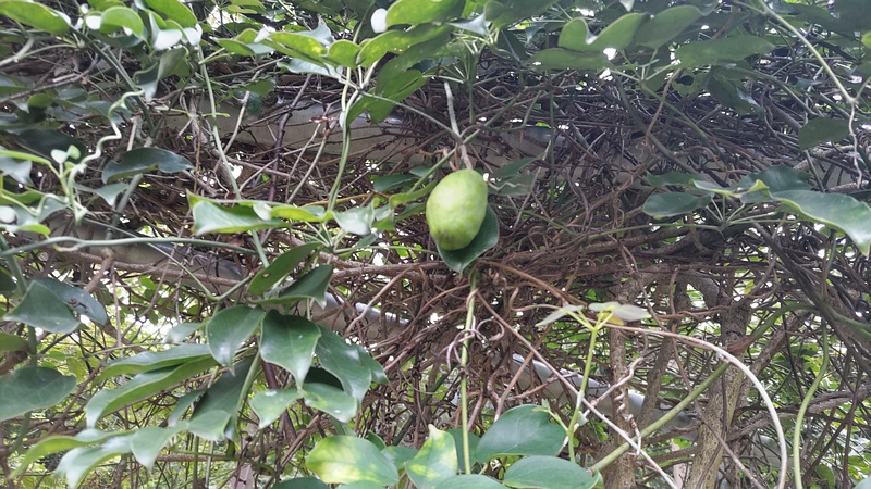 ムベの若い果実 横浜市旭区今川町今川公園