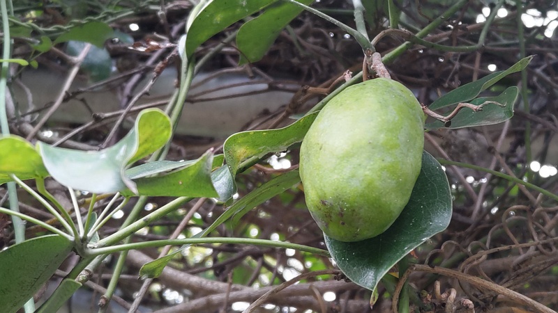 ムベの若い果実 横浜市旭区今川町今川公園