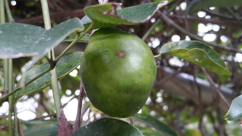 ムベの若い果実 横浜市旭区今川町今川公園