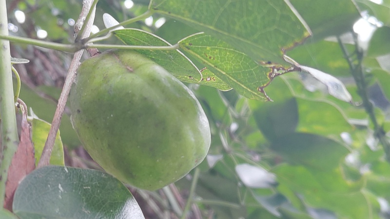 ムベの若い果実 横浜市旭区今川町今川公園