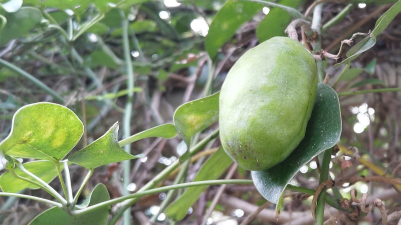 ムベの若い果実 横浜市旭区今川町今川公園