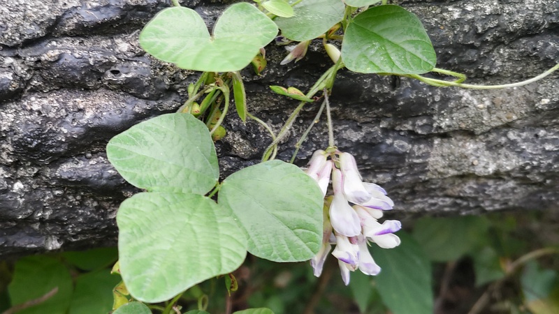 ヤブマメの花と果実 横浜市旭区今川町今川公園