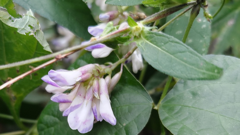 ヤブマメの花 横浜市旭区今川町今川公園