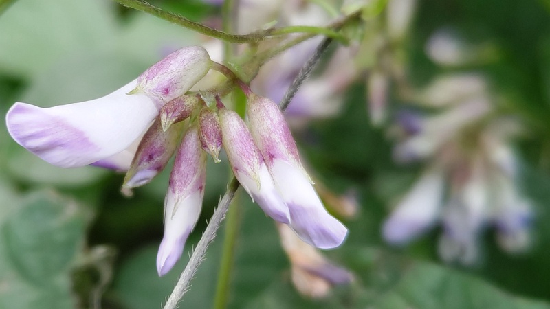 ヤブマメの花 横浜市旭区今川町今川公園