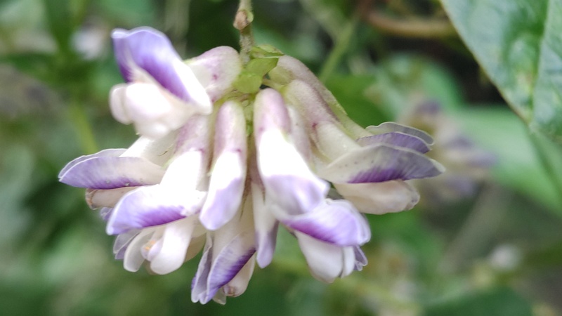 ヤブマメの花 横浜市旭区今川町今川公園