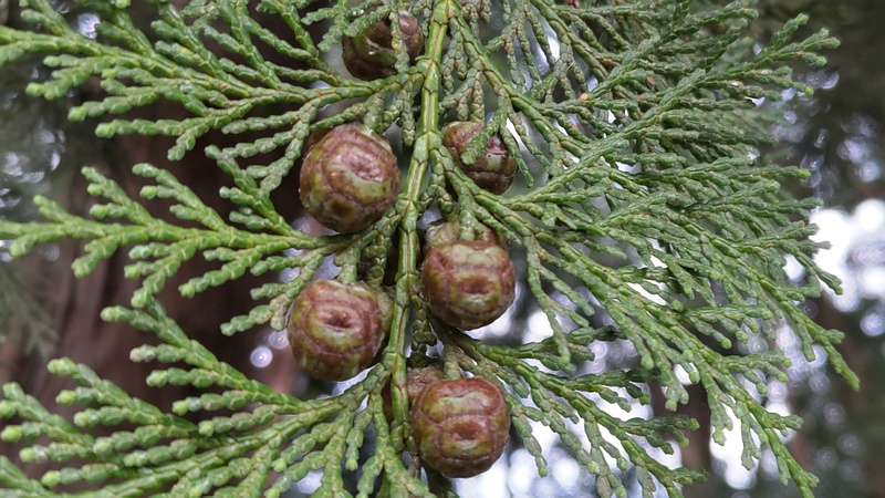 ヒノキの果実 横浜市旭区今川町今川公園