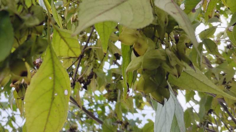 ミツバウツギの果実 横浜市旭区今川町今川公園