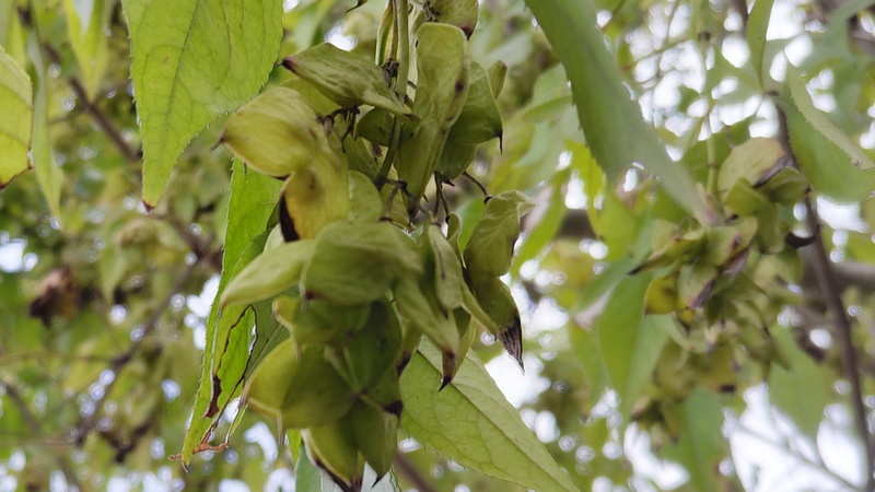 ミツバウツギの果実 横浜市旭区今川町今川公園
