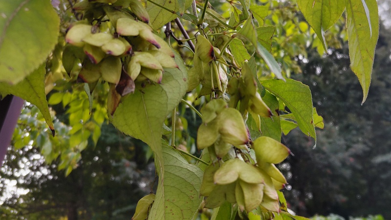 ミツバウツギの果実 横浜市旭区今川町今川公園