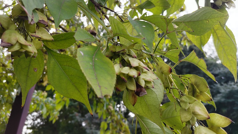 ミツバウツギの果実 横浜市旭区今川町今川公園