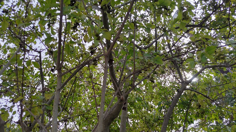 ミツバウツギの果実 横浜市旭区今川町今川公園