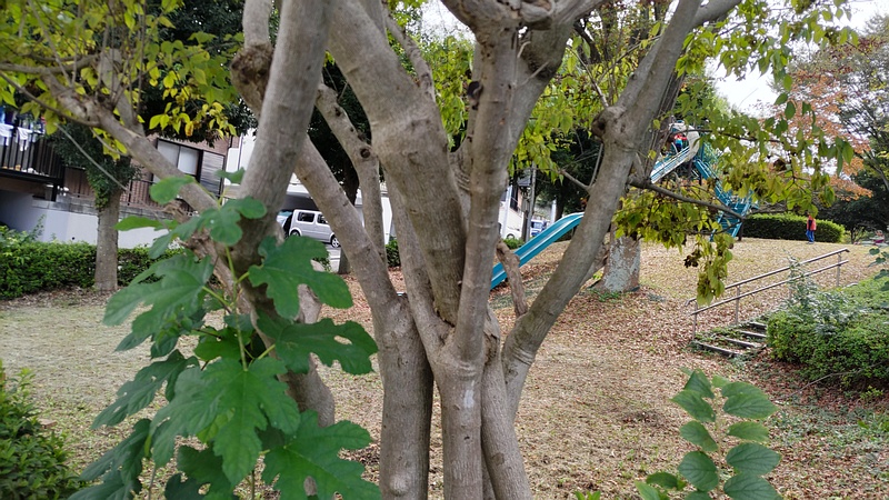 ミツバウツギ 横浜市旭区今川町今川公園