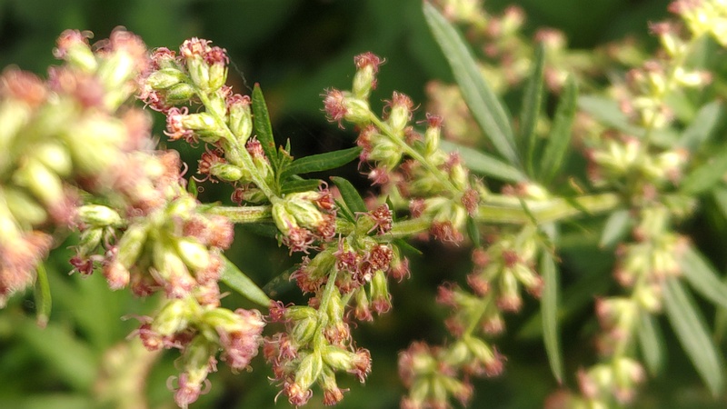 オウシュウヨモギの花 横浜市旭区今宿南町