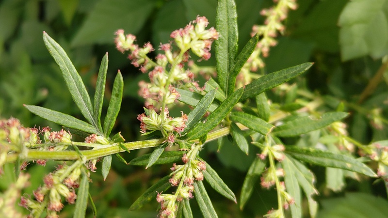 オウシュウヨモギの花 横浜市旭区今宿南町