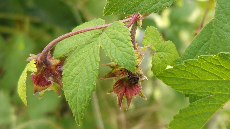 カナムグラの果実 横浜市旭区今宿南町