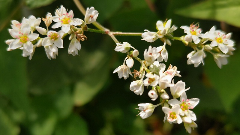 シャクチリソバの花 横浜市旭区今宿南町