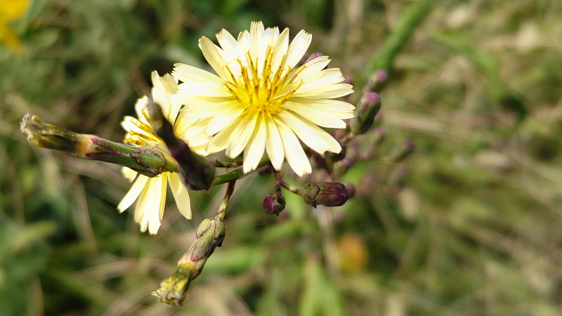 ホソバアキノノゲシの花 横浜市旭区今宿南町