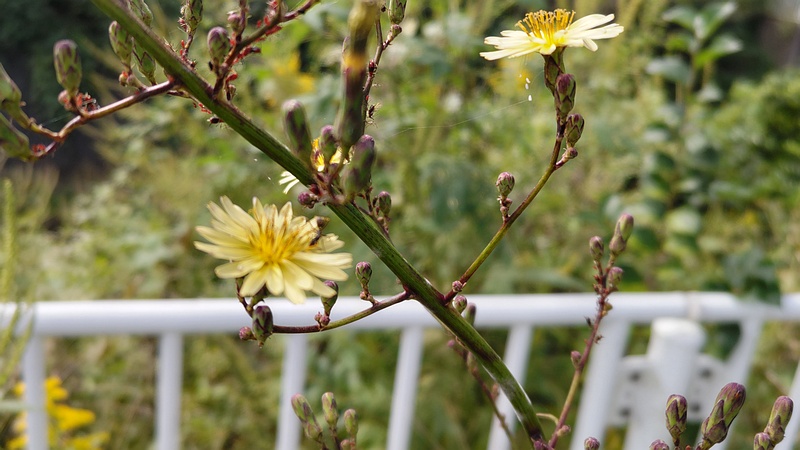 ホソバアキノノゲシの花 横浜市旭区今宿南町