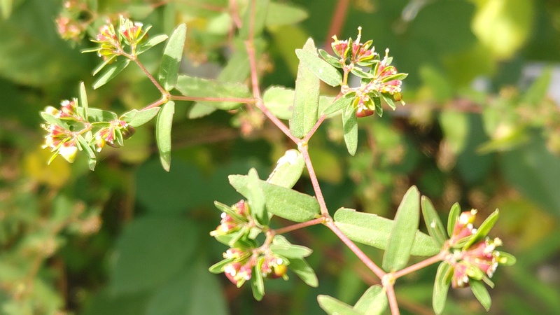 オオニシキソウの花 横浜市旭区今宿南町