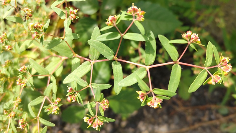 オオニシキソウの花 横浜市旭区今宿南町