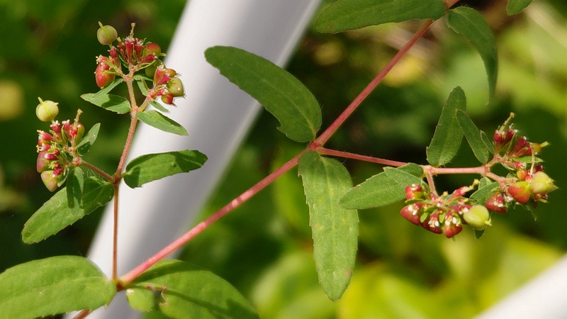 オオニシキソウの花と若い果実 横浜市旭区今宿南町