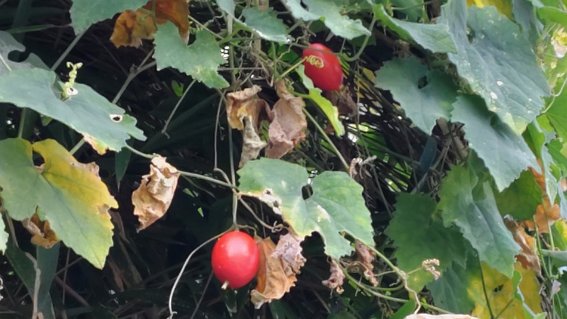 カラスウリの果実 横浜市旭区今宿南町