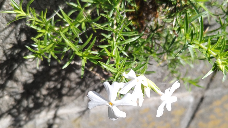 シバザクラの花 横浜市旭区今宿南町