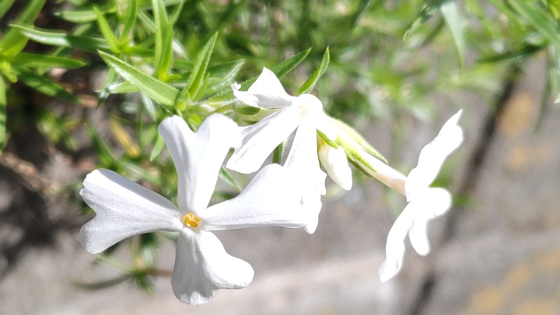 シバザクラの花 横浜市旭区今宿南町