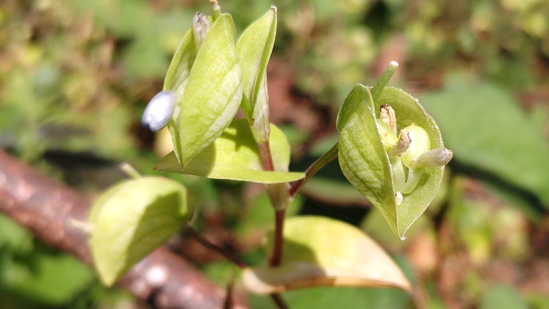 ツユクサの果実 横浜市旭区今宿南町