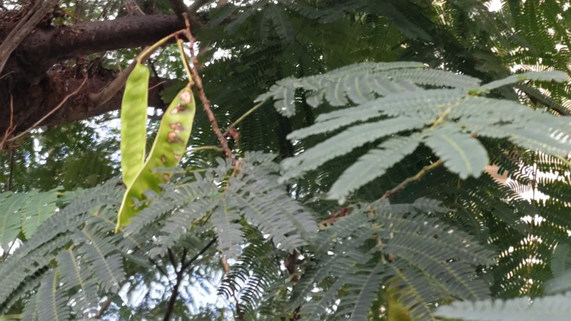 ネムノキの果実 横浜市旭区今宿南町