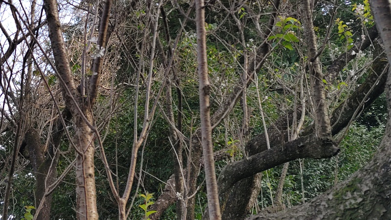 ジュウガツザクラの花 横浜市旭区今宿南町清来寺