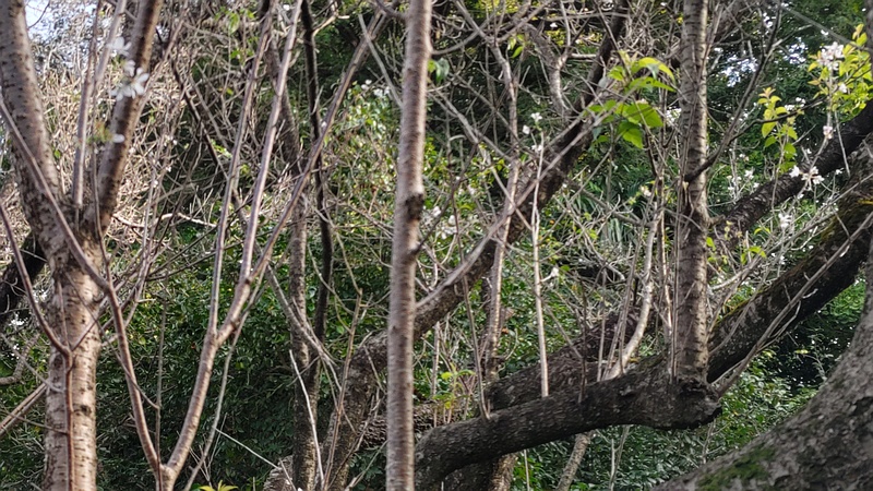 ジュウガツザクラの花 横浜市旭区今宿南町清来寺