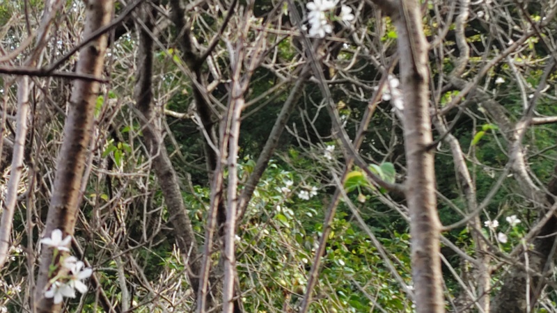 ジュウガツザクラの花 横浜市旭区今宿南町清来寺
